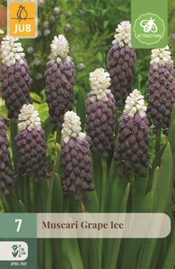 Muscari Grape Ice 7 bollen - afbeelding 1