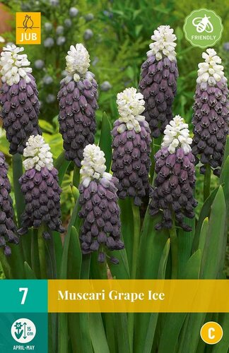 Muscari Grape Ice 7 bollen