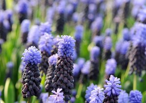 Muscari latifolium 15 bollen - afbeelding 2