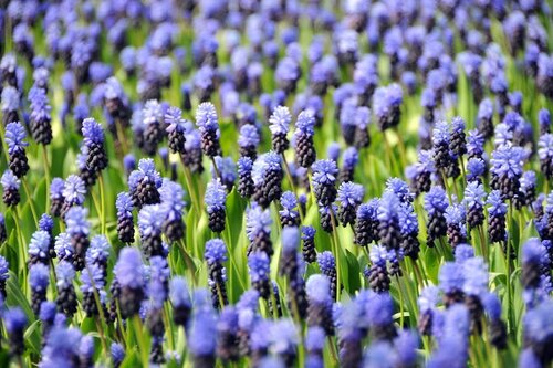 Muscari latifolium 15 bollen - afbeelding 3