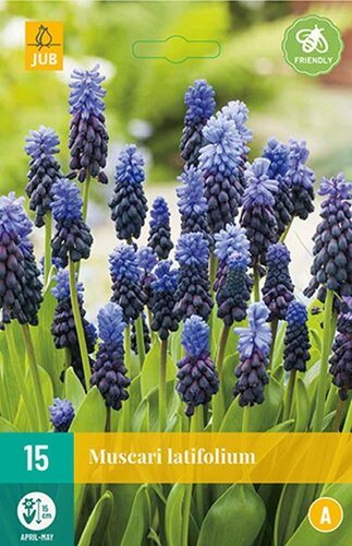 Muscari latifolium 15 bollen - afbeelding 1