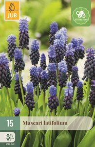 Muscari latifolium 15 bollen - afbeelding 1