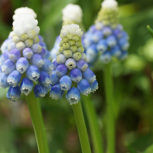 Muscari Mountain Lady 15 bollen - afbeelding 2