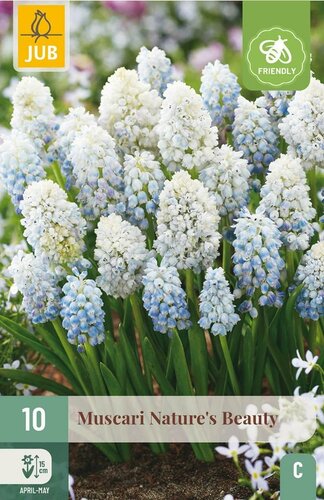 Muscari natures beauty 10 bollen