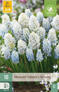 Muscari natures beauty 10 bollen