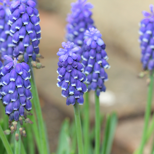 Muscari night eyes 10 bollen - afbeelding 2