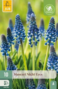 Muscari night eyes 10 bollen