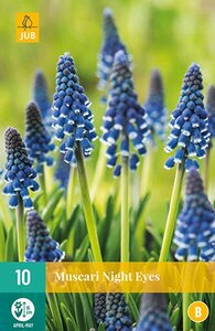 Muscari night eyes 10 bollen