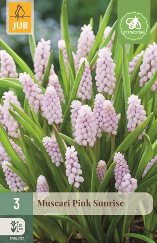 Muscari pink sunrise 3 bollen - afbeelding 1