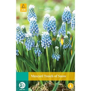 Muscari touch of snow 20 bollen