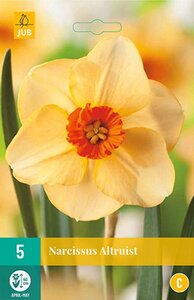 Narcis altruist 5 bollen