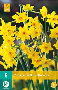 Narcis baby boomer 5 bollen