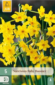 Narcis Baby Boomer 5 bollen