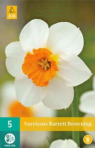 Narcis barrett browning 5 bollen - afbeelding 2