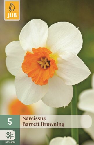 Narcis barrett browning 5 bollen - afbeelding 1