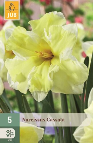 Narcis Cassata 5 bollen - afbeelding 1