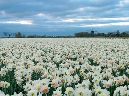 Narcis Delnashaugh 5 bollen - afbeelding 2