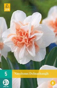 Narcis Delnashaugh 5 bollen - afbeelding 2