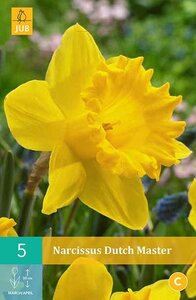 Narcis dutch master 5 bollen - afbeelding 2