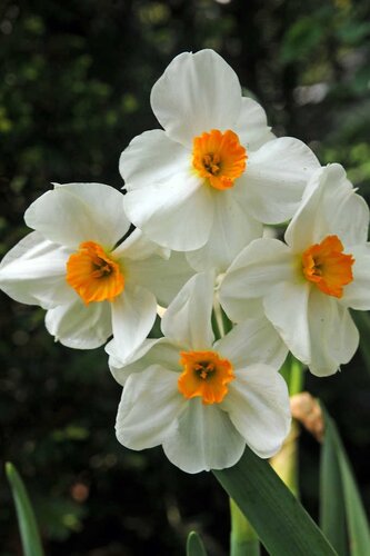Narcis geranium 5 bollen - afbeelding 2