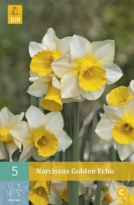 Narcis golden echo 5 narcisbollen