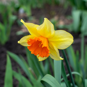 Narcis grootkronig mix 5 bollen - afbeelding 2