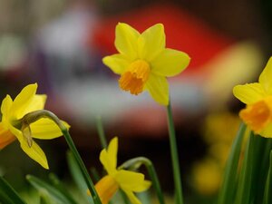 Narcis jetfire 5 bollen - afbeelding 2