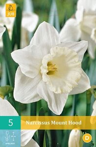 Narcis Mount hood 5 bollen - afbeelding 2