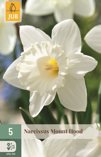 Narcis Mount hood 5 bollen - afbeelding 1