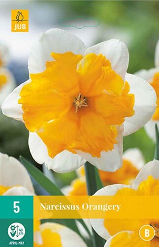 Narcis orangery 5 bollen