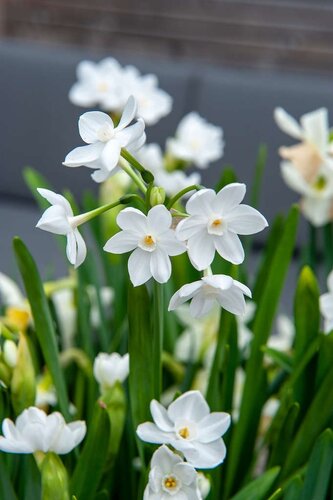 Narcis paperwhite 5 bollen - afbeelding 2