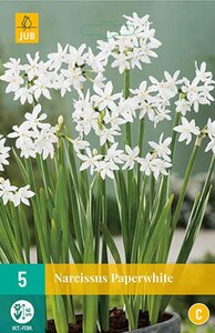 Narcis paperwhite 5 bollen - afbeelding 1