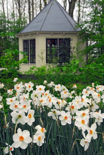 Narcis recurvus 5 bollen - afbeelding 2