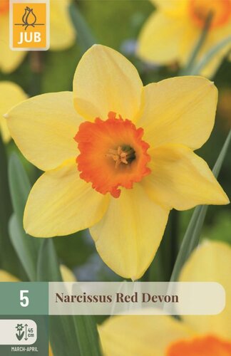Narcis red devon 5 bollen - afbeelding 1