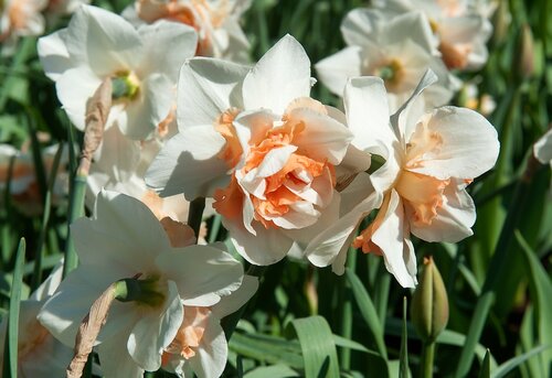 Narcis Replete 7 bollen - afbeelding 2