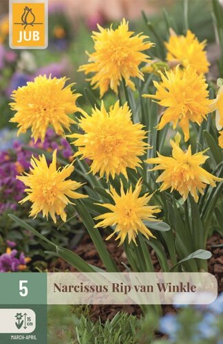 Narcis Rip van Winkle 5 bollen - afbeelding 1
