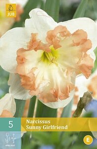 Narcis Sunny girlfriend 5 bollen - afbeelding 2