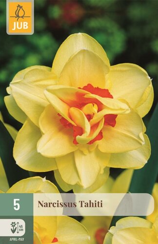 Narcis tahiti 5 bollen - afbeelding 1