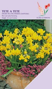 Narcis Tete a Tete 20 bollen - afbeelding 2