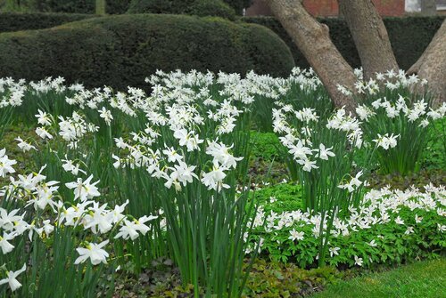 Narcis triandrus thalia 5 bollen - afbeelding 3