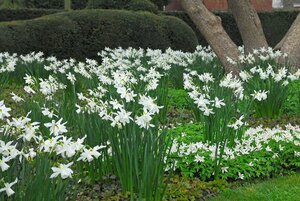 Narcis triandrus thalia 5 bollen - afbeelding 3
