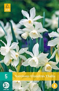 Narcis triandrus thalia 5 bollen - afbeelding 3