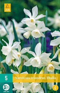 Narcis Triandrus Thalia 5 bollen - afbeelding 3