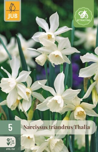 Narcis Triandrus Thalia 5 bollen - afbeelding 1