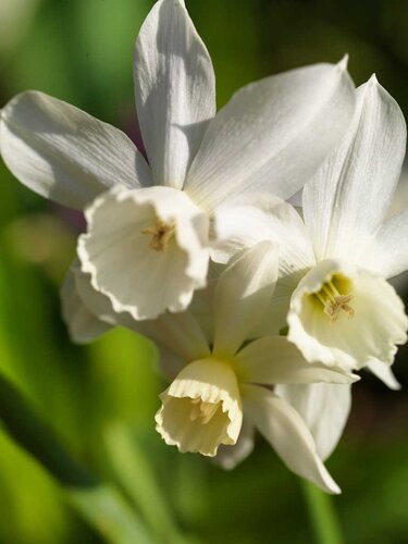 Narcis triandrus thalia 5 bollen - afbeelding 2
