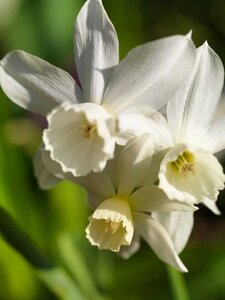 Narcis triandrus thalia 5 bollen - afbeelding 2
