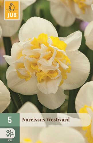 Narcis westward 5 bollen - afbeelding 1
