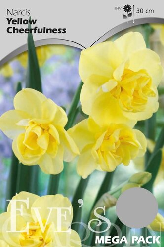 Narcis Yellow Cheerfulness 12 bollen - afbeelding 1