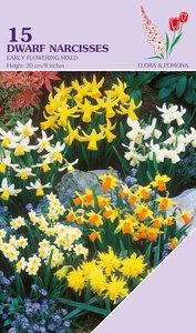 Narcis Miniature Mixed 15 bollen