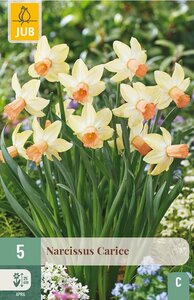 Narcis carice 5 bollen